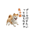 柴犬が動く！【えっほえっほ＆梅雨・夏】（個別スタンプ：11）