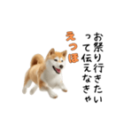 柴犬が動く！【えっほえっほ＆梅雨・夏】（個別スタンプ：13）