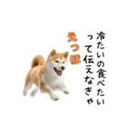 柴犬が動く！【えっほえっほ＆梅雨・夏】（個別スタンプ：14）
