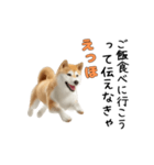 柴犬が動く！【えっほえっほ＆梅雨・夏】（個別スタンプ：15）