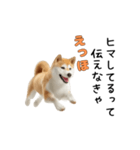 柴犬が動く！【えっほえっほ＆梅雨・夏】（個別スタンプ：16）