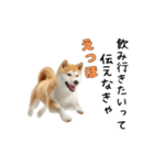 柴犬が動く！【えっほえっほ＆梅雨・夏】（個別スタンプ：17）