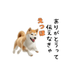柴犬が動く！【えっほえっほ＆梅雨・夏】（個別スタンプ：20）