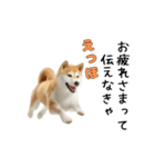柴犬が動く！【えっほえっほ＆梅雨・夏】（個別スタンプ：21）