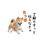 柴犬が動く！【えっほえっほ＆梅雨・夏】（個別スタンプ：22）