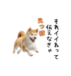 柴犬が動く！【えっほえっほ＆梅雨・夏】（個別スタンプ：23）