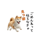柴犬が動く！【えっほえっほ＆梅雨・夏】（個別スタンプ：24）