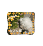 トイプードルのミルくん（個別スタンプ：1）