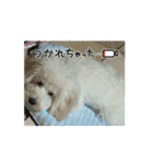 トイプードルのミルくん（個別スタンプ：8）