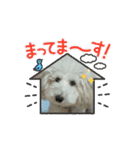 トイプードルのミルくん（個別スタンプ：9）
