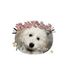 トイプードルのミルくん（個別スタンプ：11）