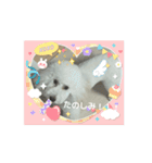 トイプードルのミルくん（個別スタンプ：12）