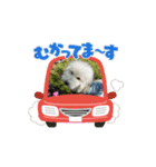 トイプードルのミルくん（個別スタンプ：13）
