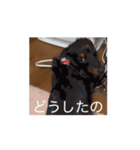 こうめLv100（個別スタンプ：2）