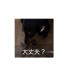 こうめLv100（個別スタンプ：7）