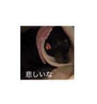 こうめLv100（個別スタンプ：8）