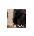 こうめLv100（個別スタンプ：10）