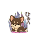 チワワさんの夏スタンプ（個別スタンプ：13）
