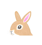 リアル寄りの動物イラスト＋文字・飾り（個別スタンプ：4）