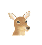 リアル寄りの動物イラスト＋文字・飾り（個別スタンプ：6）