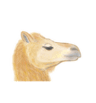 リアル寄りの動物イラスト＋文字・飾り（個別スタンプ：7）