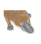 リアル寄りの動物イラスト＋文字・飾り（個別スタンプ：9）