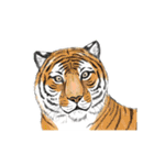 リアル寄りの動物イラスト＋文字・飾り（個別スタンプ：18）