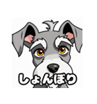 ミニチュアシュナのほのぼのスタンプ（個別スタンプ：3）