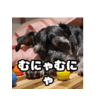 ミニチュアシュナのほのぼのスタンプ（個別スタンプ：35）