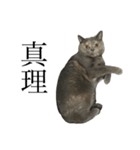 灰猫とろみ②（個別スタンプ：33）
