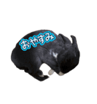 うさぎ の ルナちゃん（個別スタンプ：4）