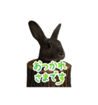 うさぎ の ルナちゃん（個別スタンプ：5）