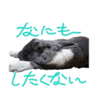 うさぎ の ルナちゃん（個別スタンプ：9）