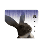 うさぎ の ルナちゃん（個別スタンプ：13）