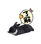 うさぎ の ルナちゃん（個別スタンプ：25）