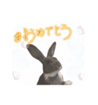 うさぎ の ルナちゃん（個別スタンプ：36）