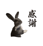 うさぎ の ルナちゃん（個別スタンプ：37）