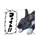 うさぎ の ルナちゃん（個別スタンプ：40）
