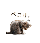 毎日のふわふわ子猫【日常・敬語】（個別スタンプ：3）
