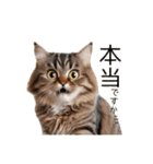毎日のふわふわ子猫【日常・敬語】（個別スタンプ：7）