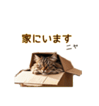 毎日のふわふわ子猫【日常・敬語】（個別スタンプ：8）