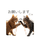 毎日のふわふわ子猫【日常・敬語】（個別スタンプ：15）
