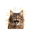 毎日のふわふわ子猫【日常・敬語】（個別スタンプ：18）