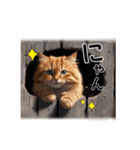 毎日のふわふわ子猫【日常・敬語】（個別スタンプ：23）