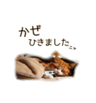 毎日のふわふわ子猫【日常・敬語】（個別スタンプ：28）