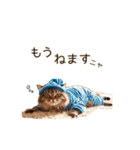 毎日のふわふわ子猫【日常・敬語】（個別スタンプ：31）
