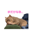 ばんちゃん！（個別スタンプ：3）