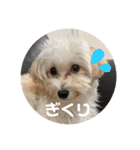 世界一かわいいマルプーほたてスタンプ（個別スタンプ：1）