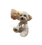 世界一かわいいマルプーほたてスタンプ（個別スタンプ：2）