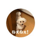 世界一かわいいマルプーほたてスタンプ（個別スタンプ：3）